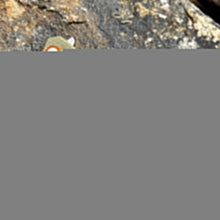 Load image into Gallery viewer, WAYFARER - Brown Micarta Handles, 8Cr13MoV Warncliffe Blade